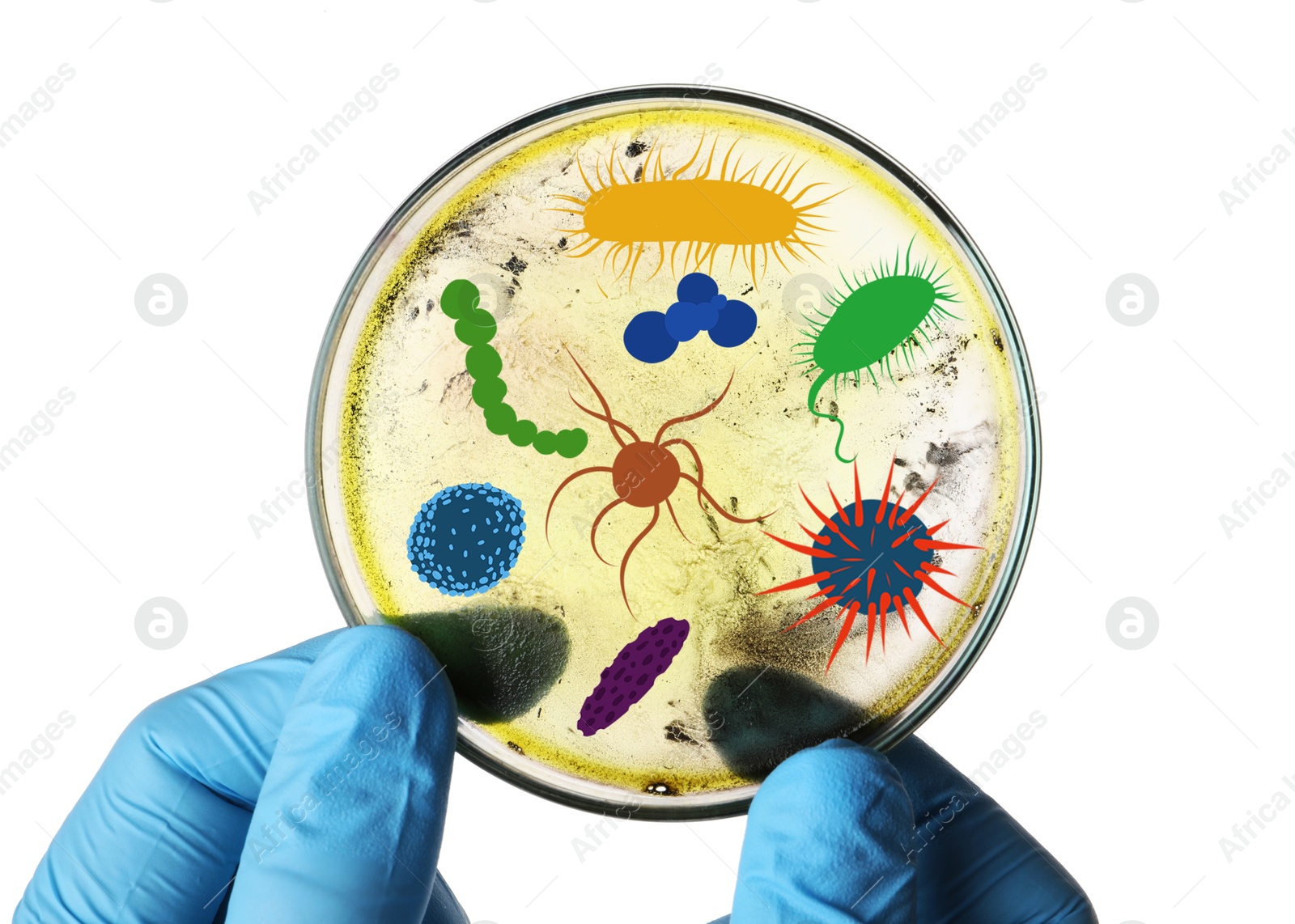 Image of Scientist holding Petri dish with microbes on white background, closeup. Illustration of microorganisms