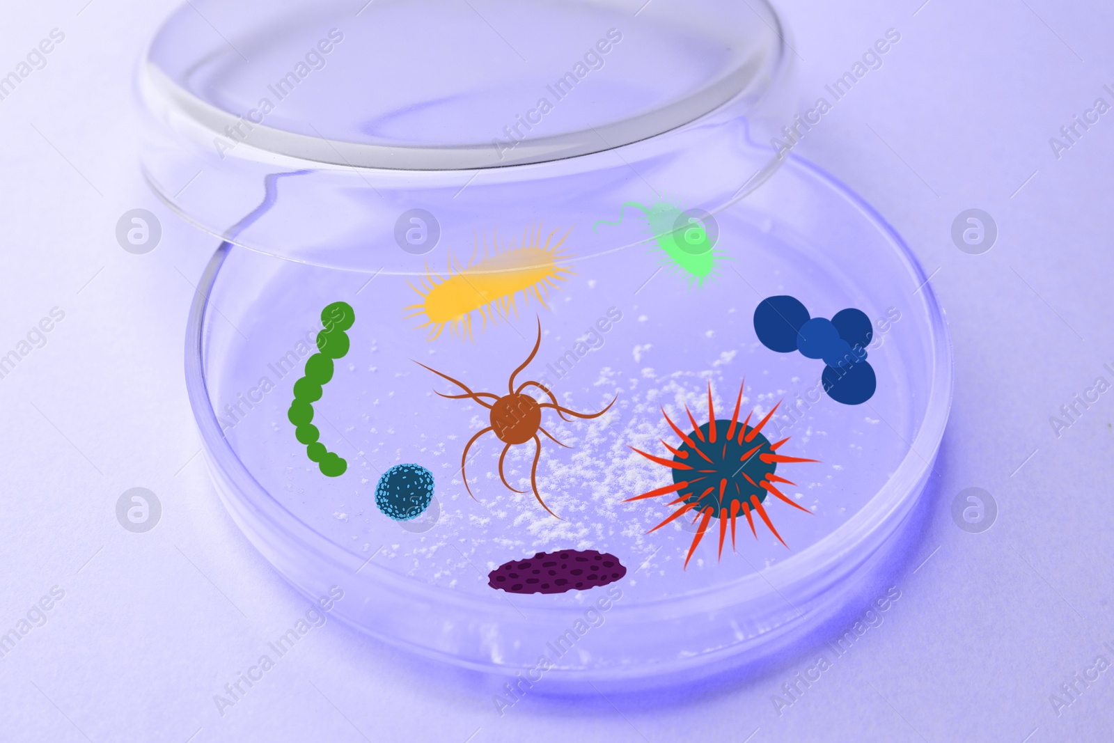 Image of Petri dish with microbes on violet background, closeup. Illustration of microorganisms