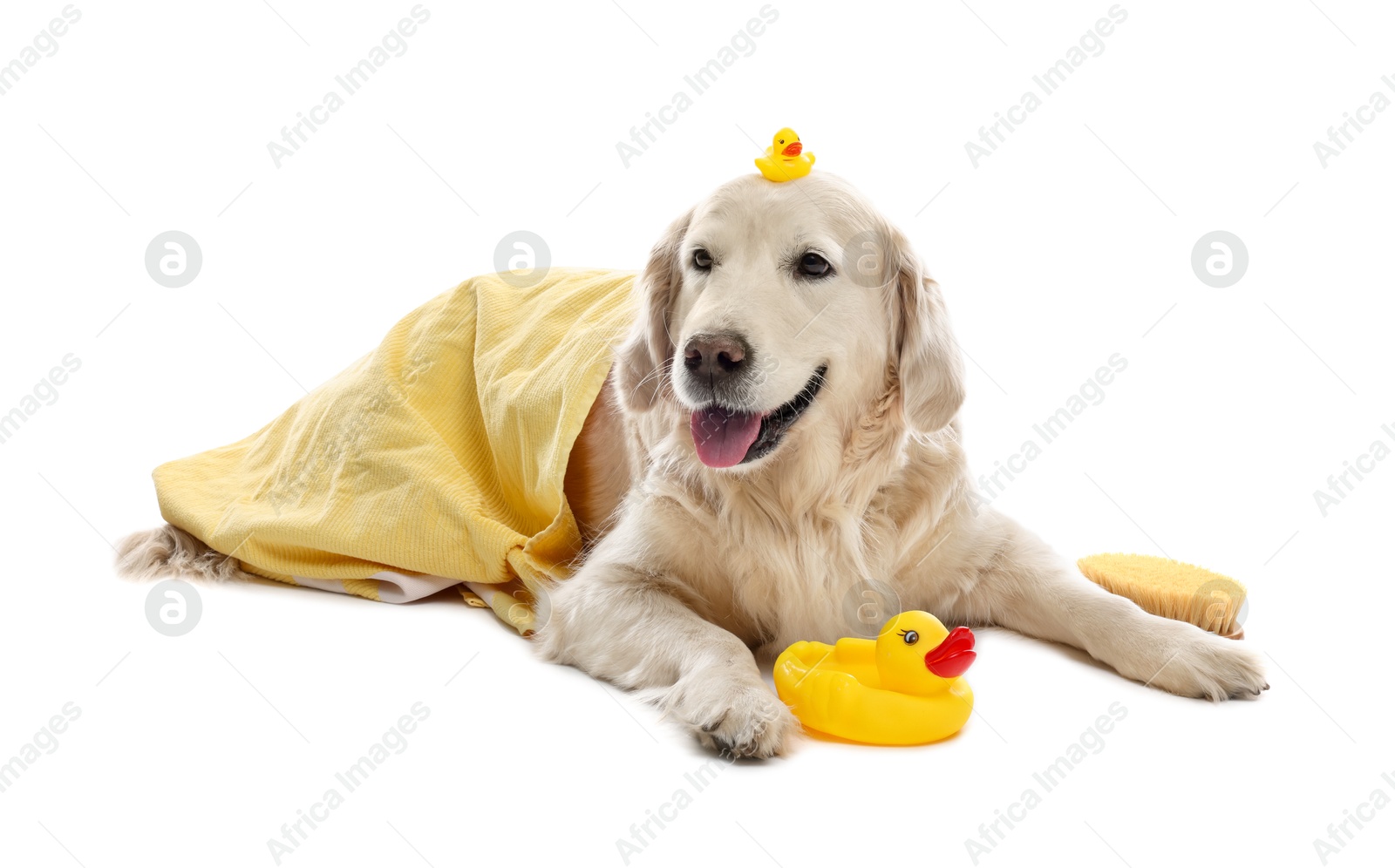 Photo of Cute funny dog with towel and toy ducks on white background