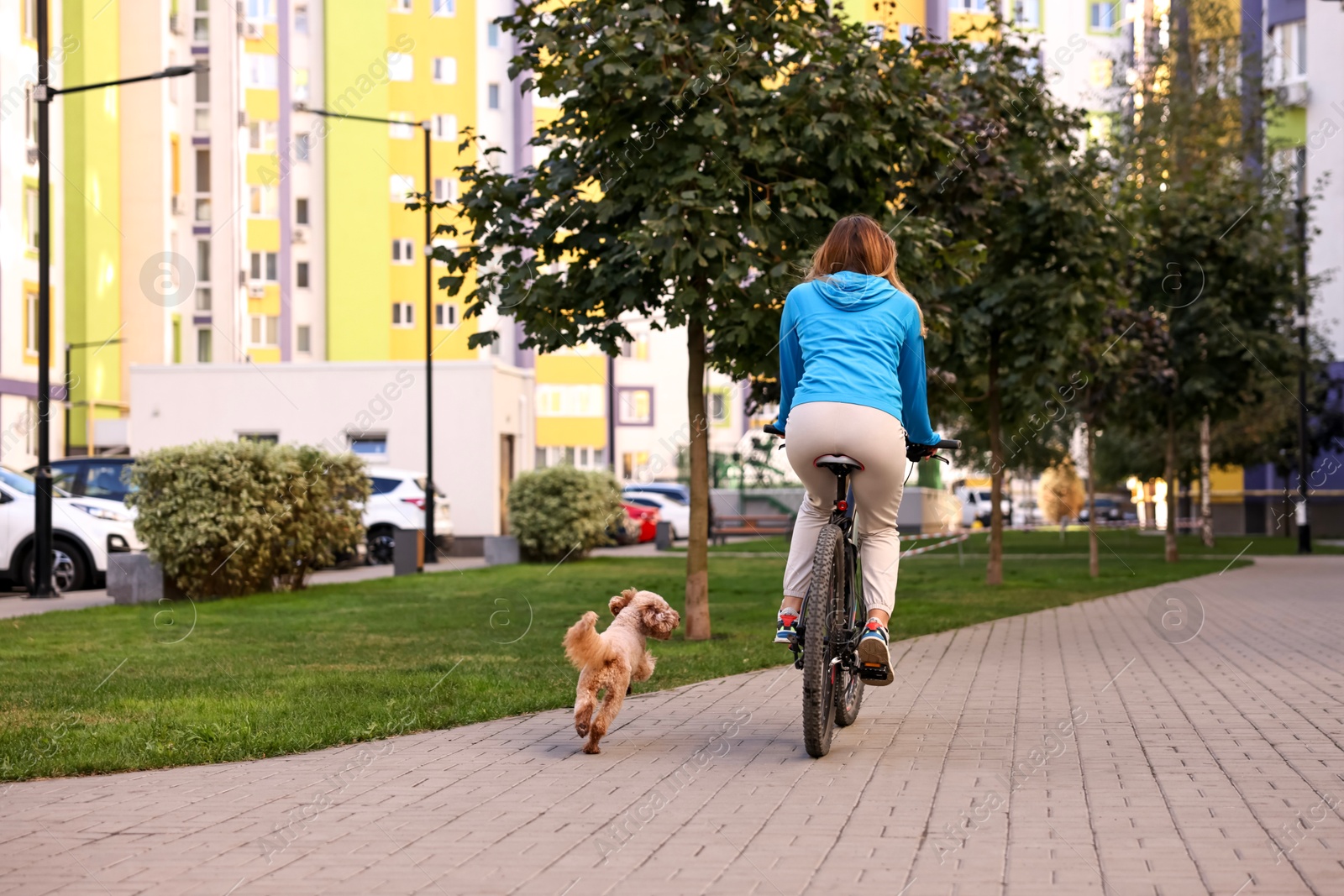 Photo of Woman riding bicycle and cute Toy Poodle dog running after her outdoors, back view