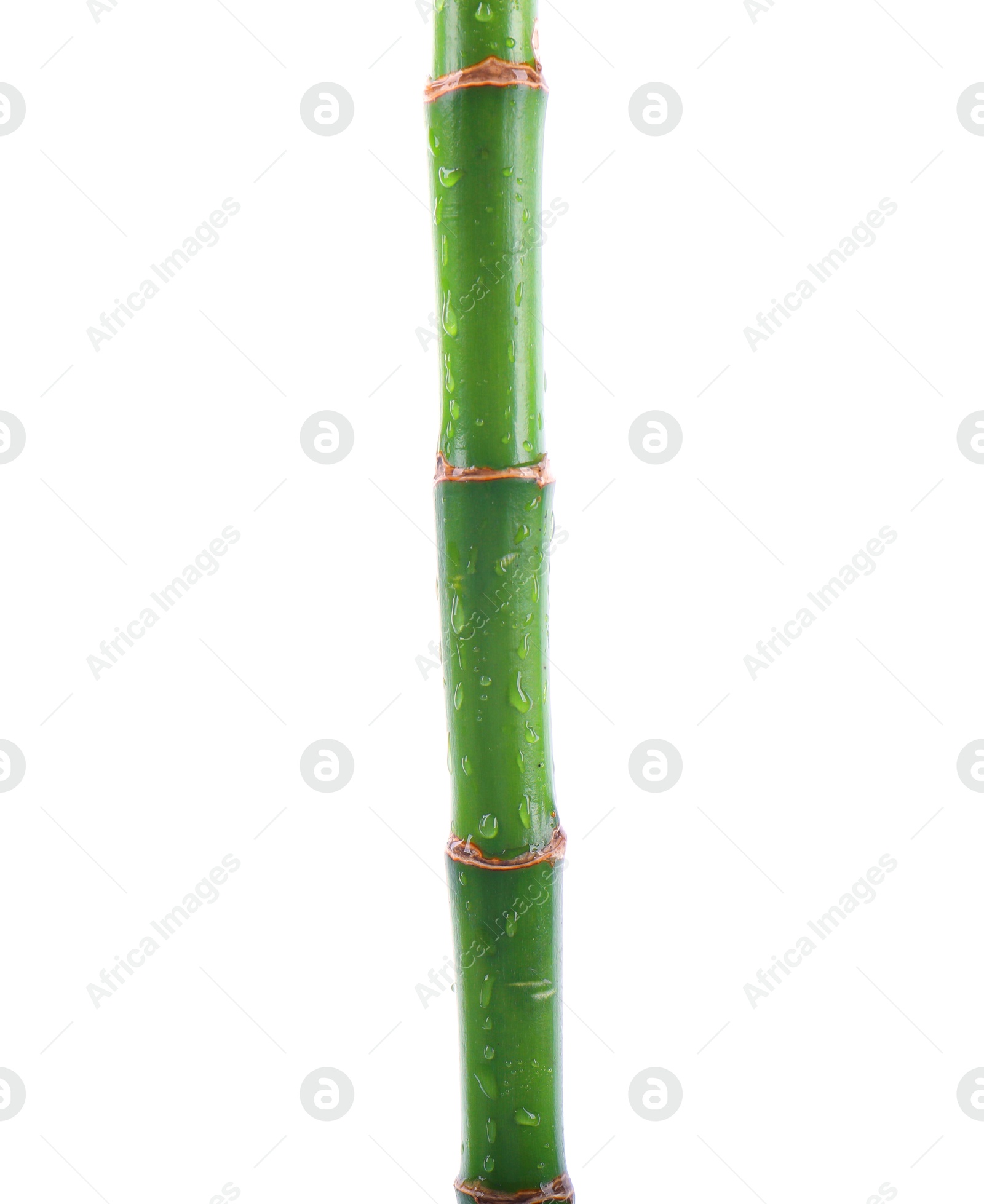 Photo of Stem of decorative bamboo plant isolated on white