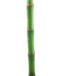 Photo of Stem of decorative bamboo plant isolated on white