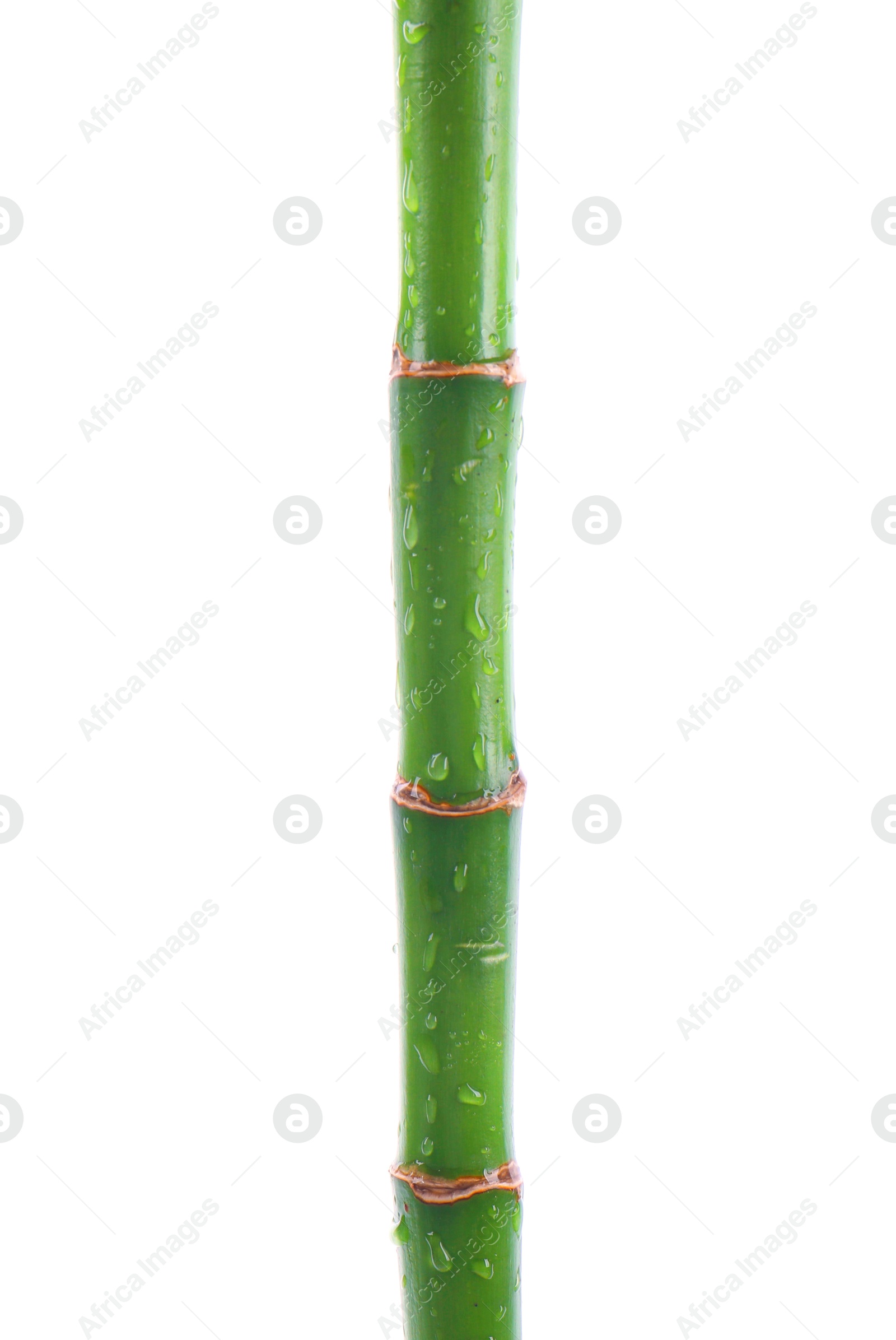 Photo of Stem of decorative bamboo plant isolated on white