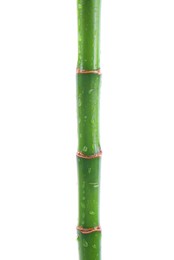 Photo of Stem of decorative bamboo plant isolated on white