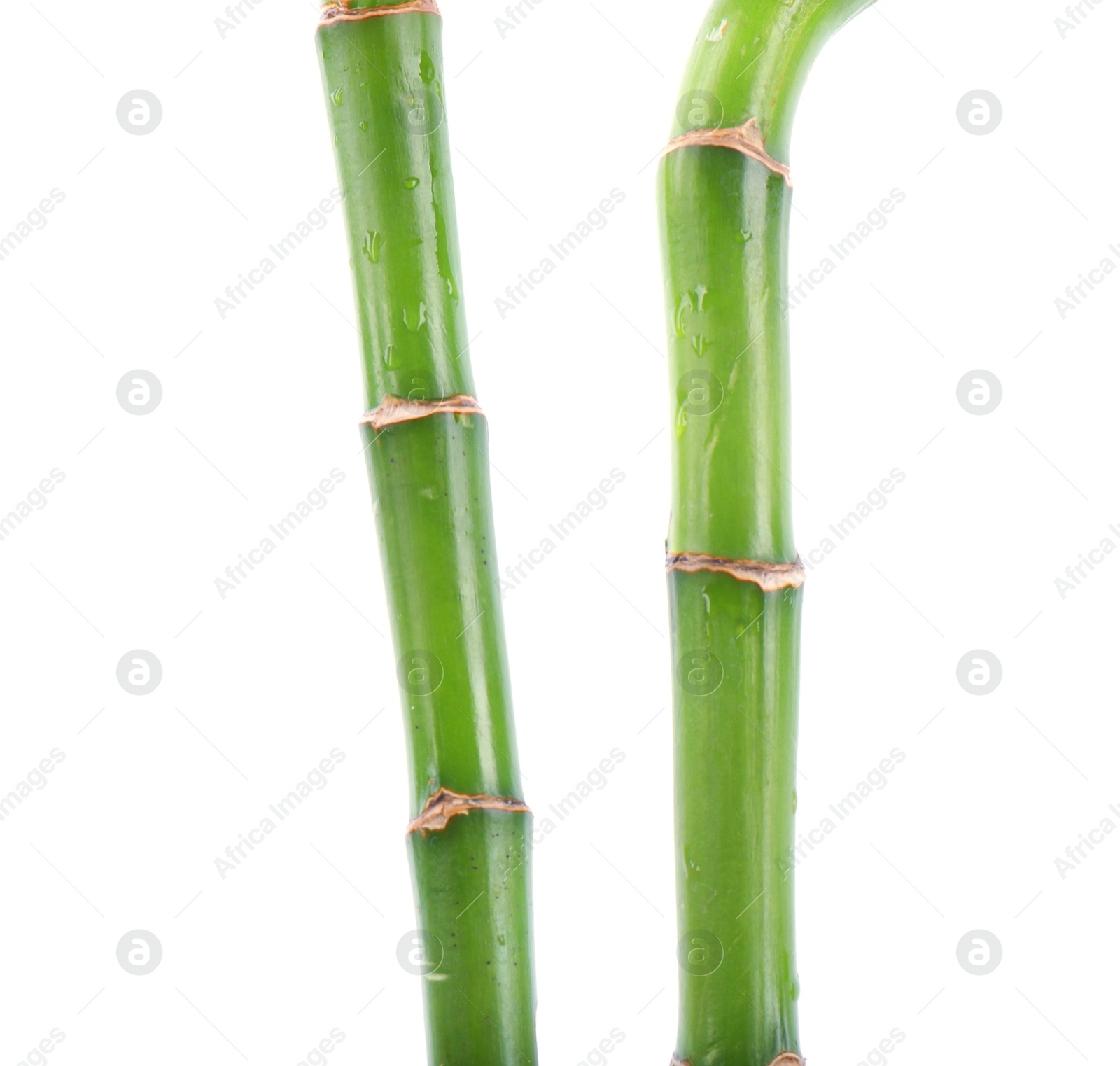 Photo of Stem of decorative bamboo plant isolated on white