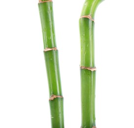 Photo of Stem of decorative bamboo plant isolated on white