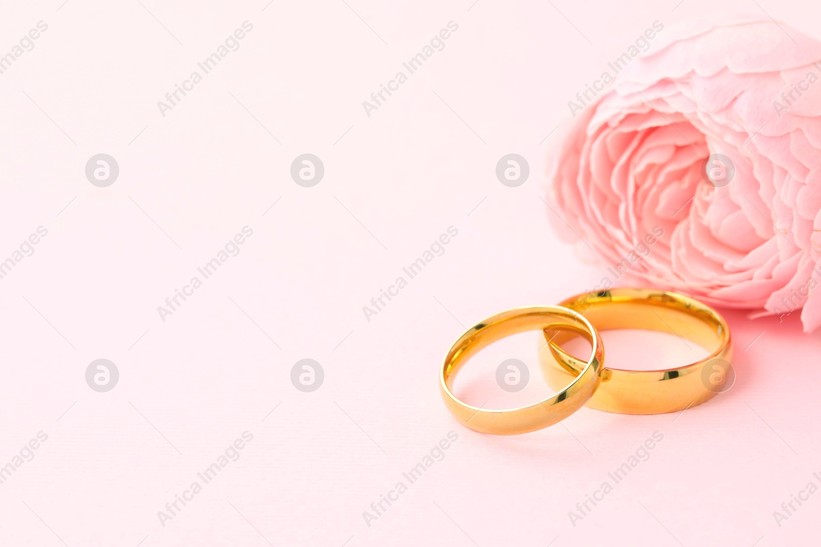 Photo of Golden wedding rings and flower on pink background, closeup. Space for text