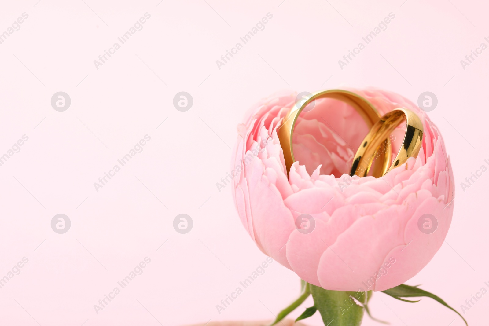 Photo of Golden wedding rings and flower on pink background, closeup. Space for text