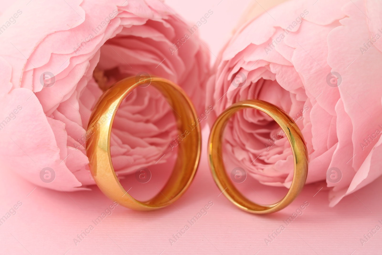 Photo of Golden wedding rings and flowers on pink background, closeup