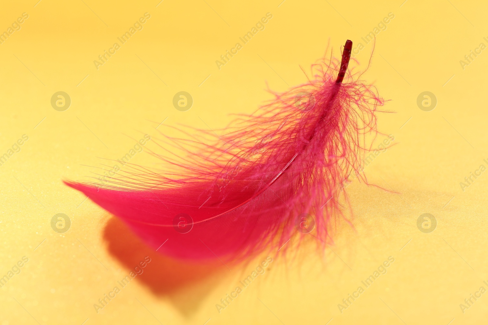 Photo of Fluffy red feather on yellow background, closeup