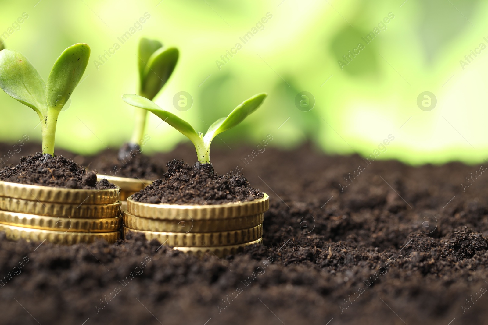 Photo of Stacks of coins with green plants on soil against blurred background, closeup and space for text. Money growth concept