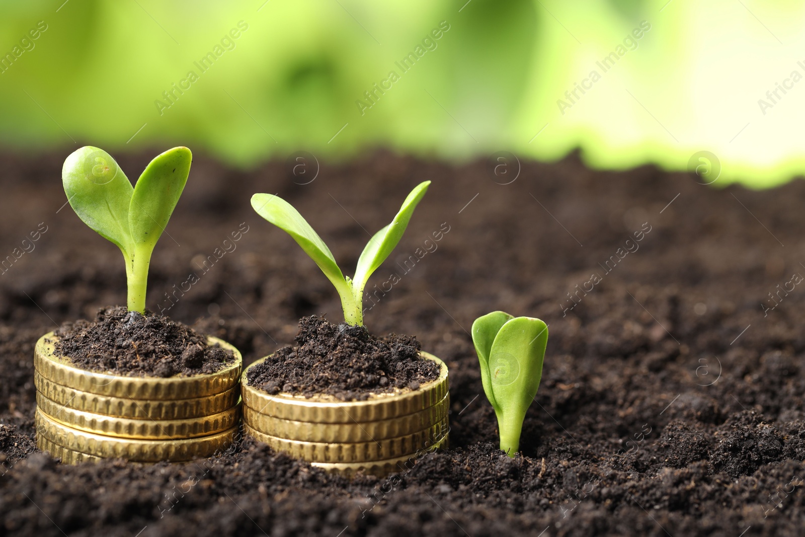 Photo of Stacks of coins with green plants on soil against blurred background, closeup and space for text. Money growth concept