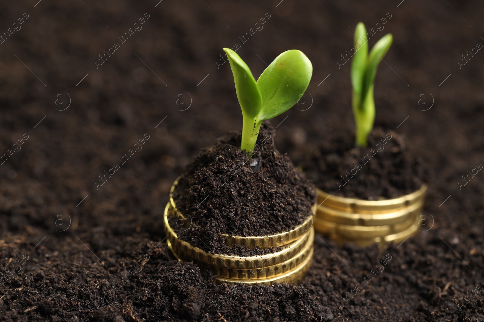 Photo of Stacks of coins with green plants on soil, closeup and space for text. Money growth concept