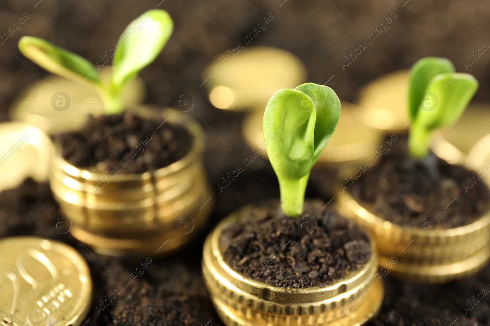 Photo of Stacks of coins with green plants on soil, closeup. Money growth concept