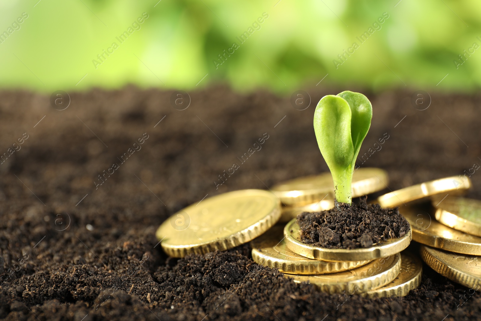 Photo of Coins with green plant on soil against blurred background, closeup and space for text. Money growth concept