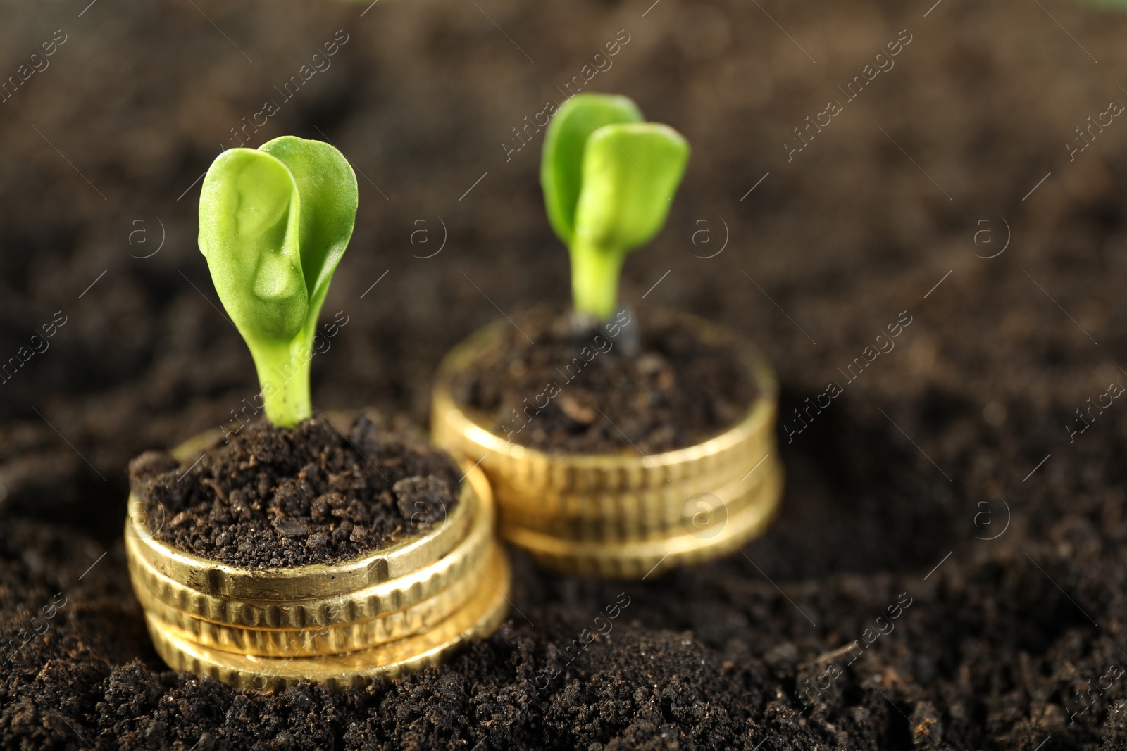 Photo of Stacks of coins with green plants on soil, closeup. Money growth concept