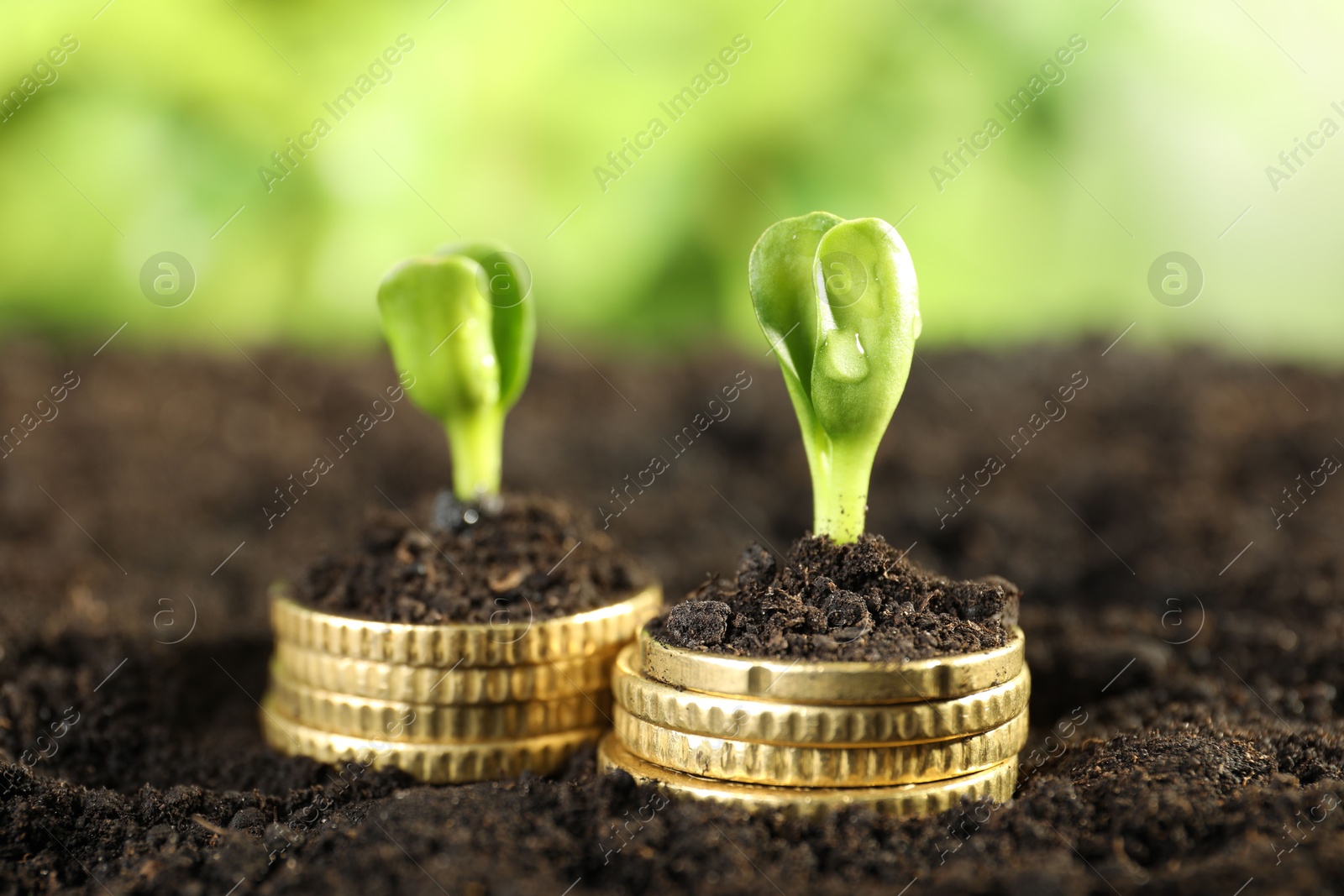 Photo of Stacks of coins with green plants on soil against blurred background, closeup. Money growth concept