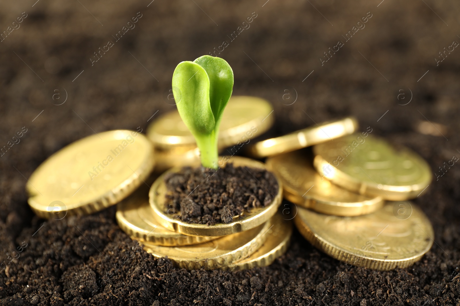 Photo of Coins with green plant on soil, closeup. Money growth concept