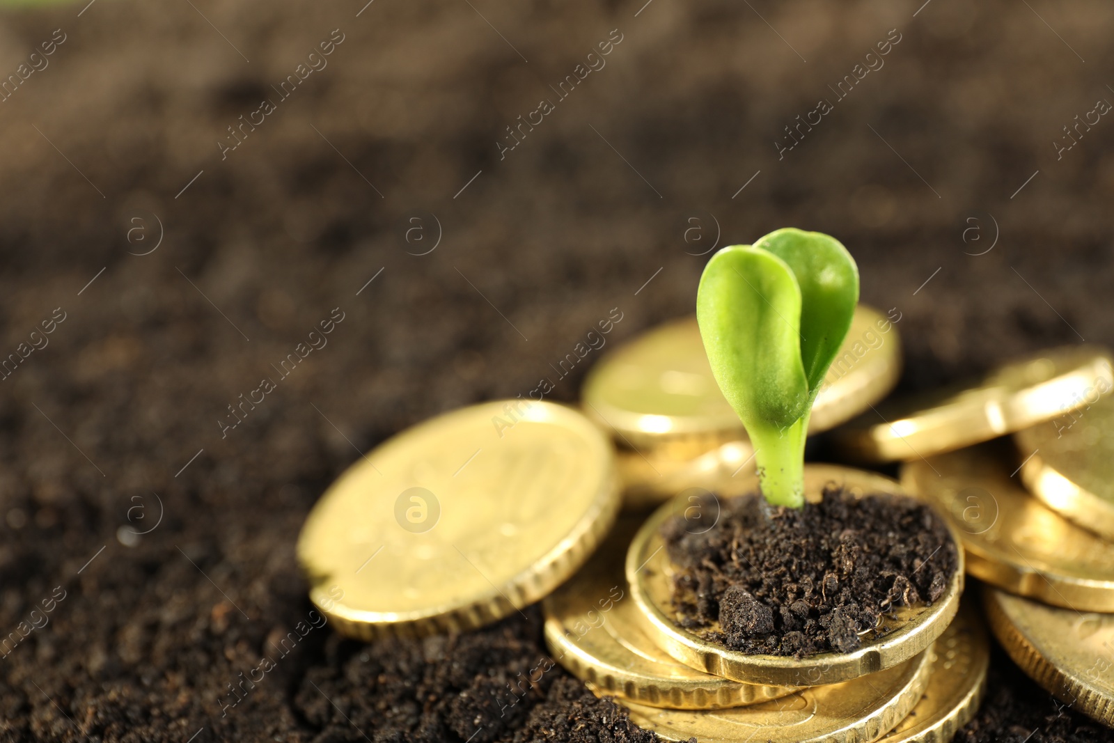 Photo of Coins with green plant on soil, closeup and space for text. Money growth concept