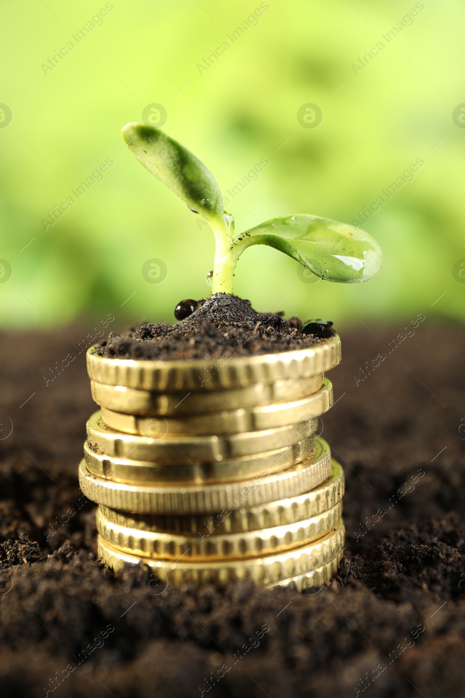 Photo of Stack of coins with green plant on soil against blurred background, closeup. Money growth concept