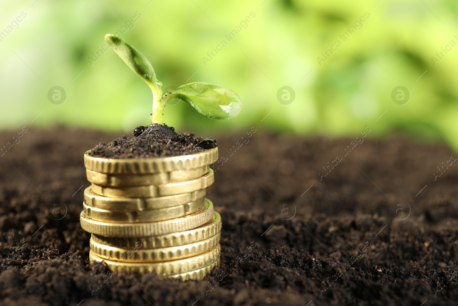 Photo of Stack of coins with green plant on soil against blurred background, closeup and space for text. Money growth concept