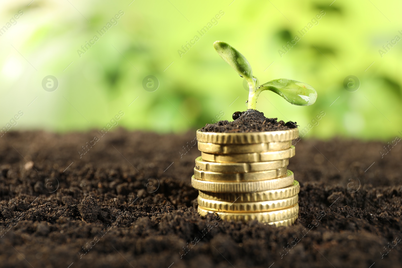 Photo of Stack of coins with green plant on soil against blurred background, closeup and space for text. Money growth concept