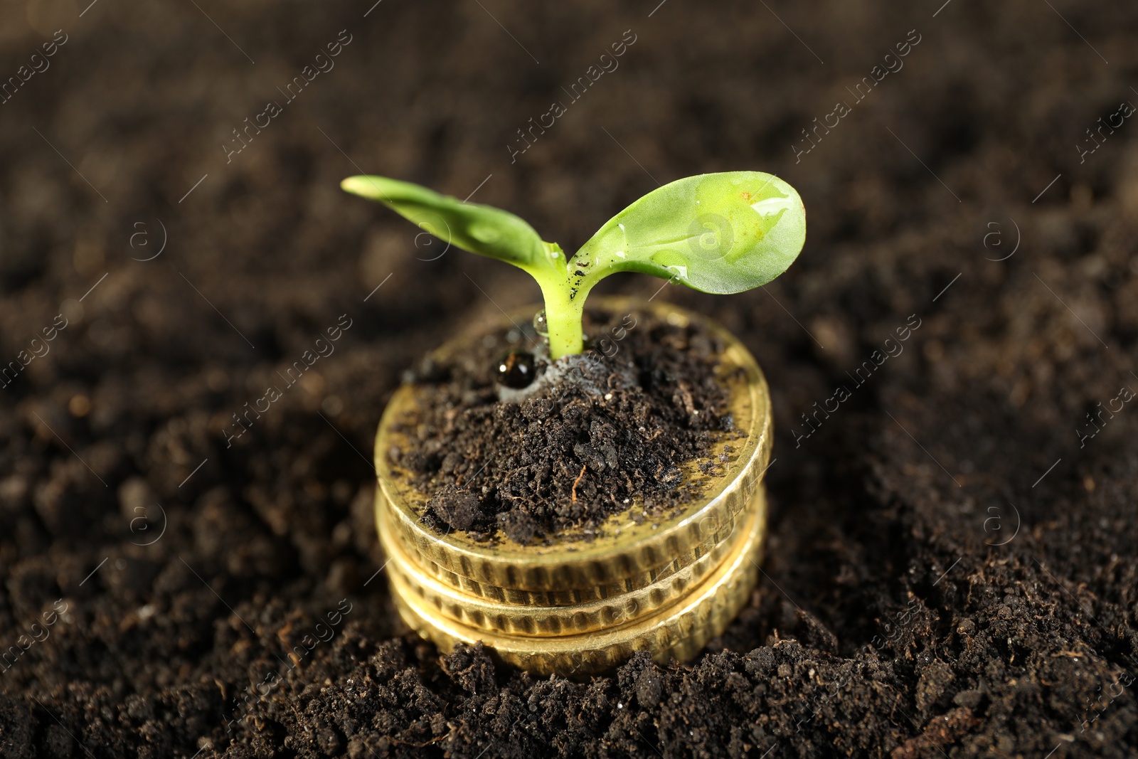 Photo of Stack of coins with green plant on soil, closeup. Money growth concept