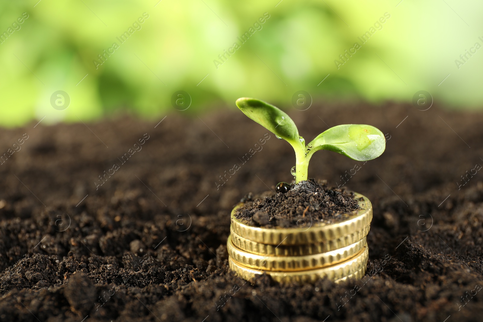 Photo of Stack of coins with green plant on soil against blurred background, , closeup and space for text. Money growth concept