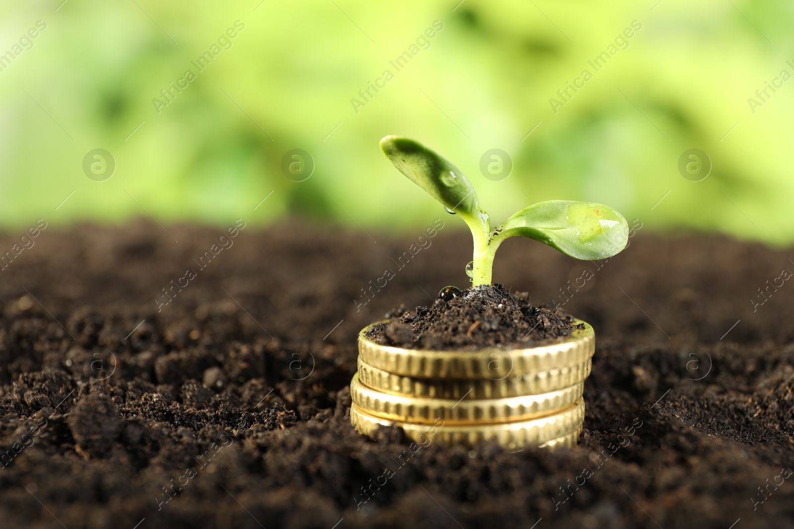 Photo of Stack of coins with green plant on soil against blurred background, , closeup and space for text. Money growth concept