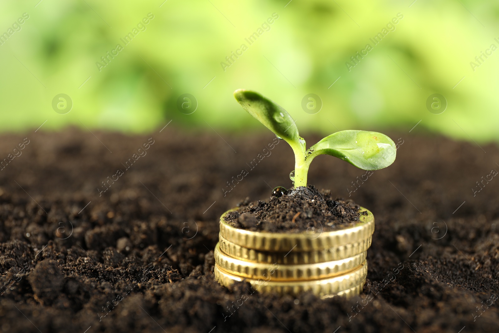 Photo of Stack of coins with green plant on soil against blurred background, , closeup and space for text. Money growth concept