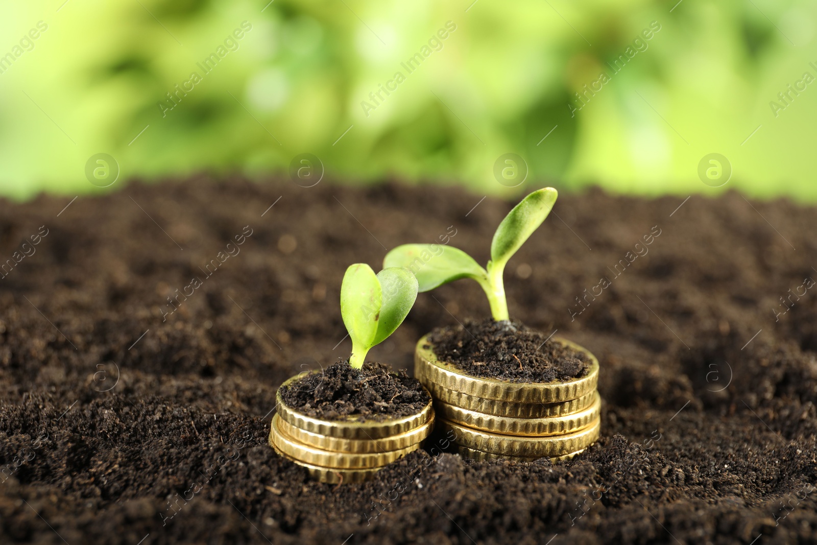 Photo of Stacks of coins with green plants on soil against blurred background, closeup. Money growth concept