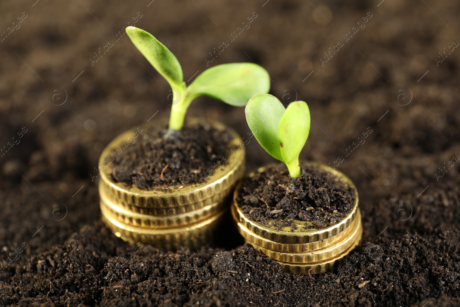 Photo of Stacks of coins with green plants on soil, closeup. Money growth concept