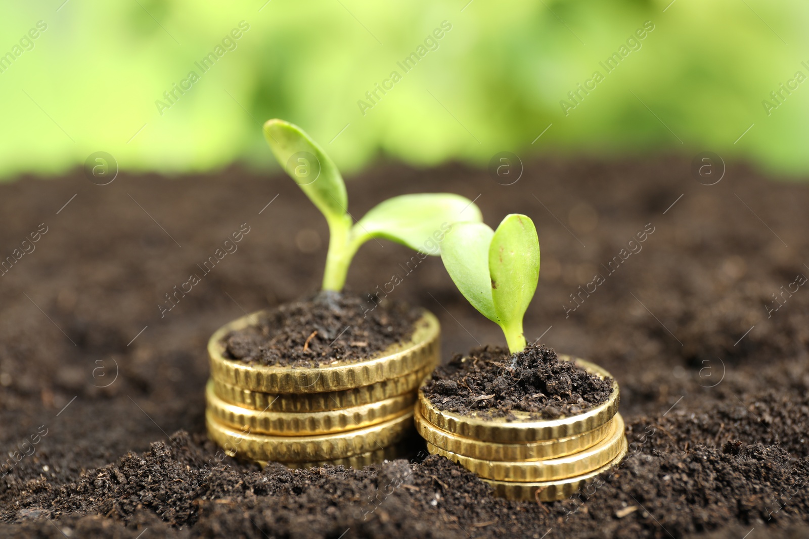 Photo of Stacks of coins with green plants on soil against blurred background, closeup. Money growth concept