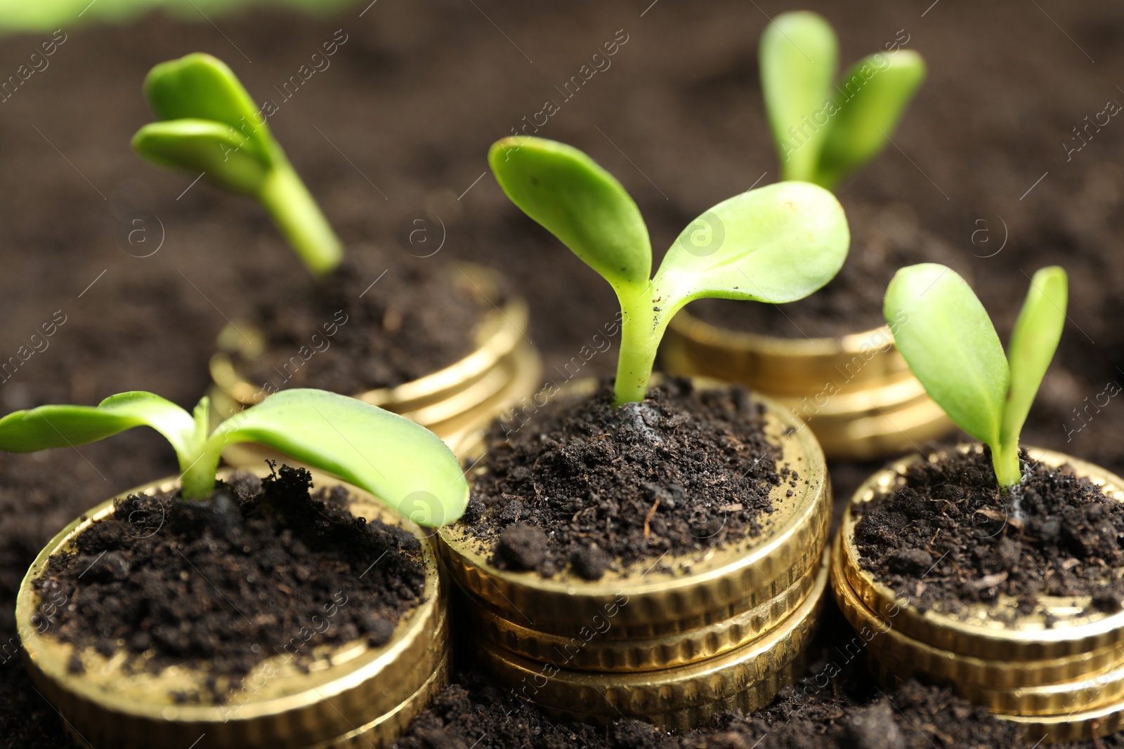 Photo of Stacks of coins with green plants on soil, closeup. Money growth concept