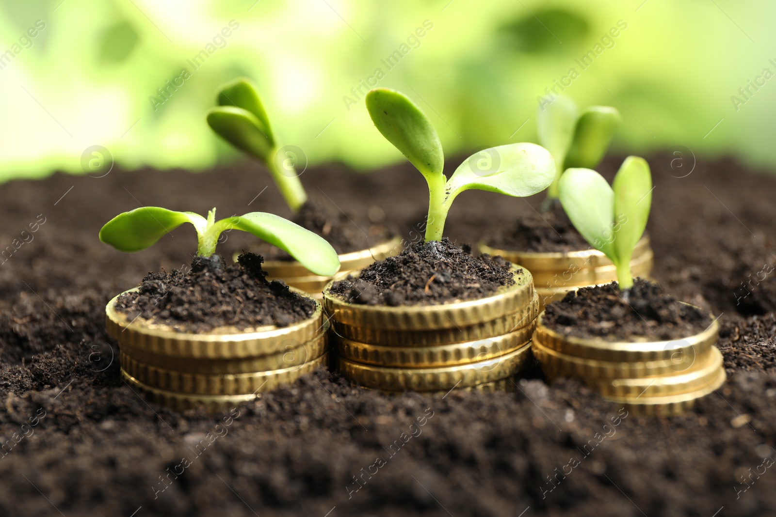 Photo of Stacks of coins with green plants on soil against blurred background, closeup. Money growth concept