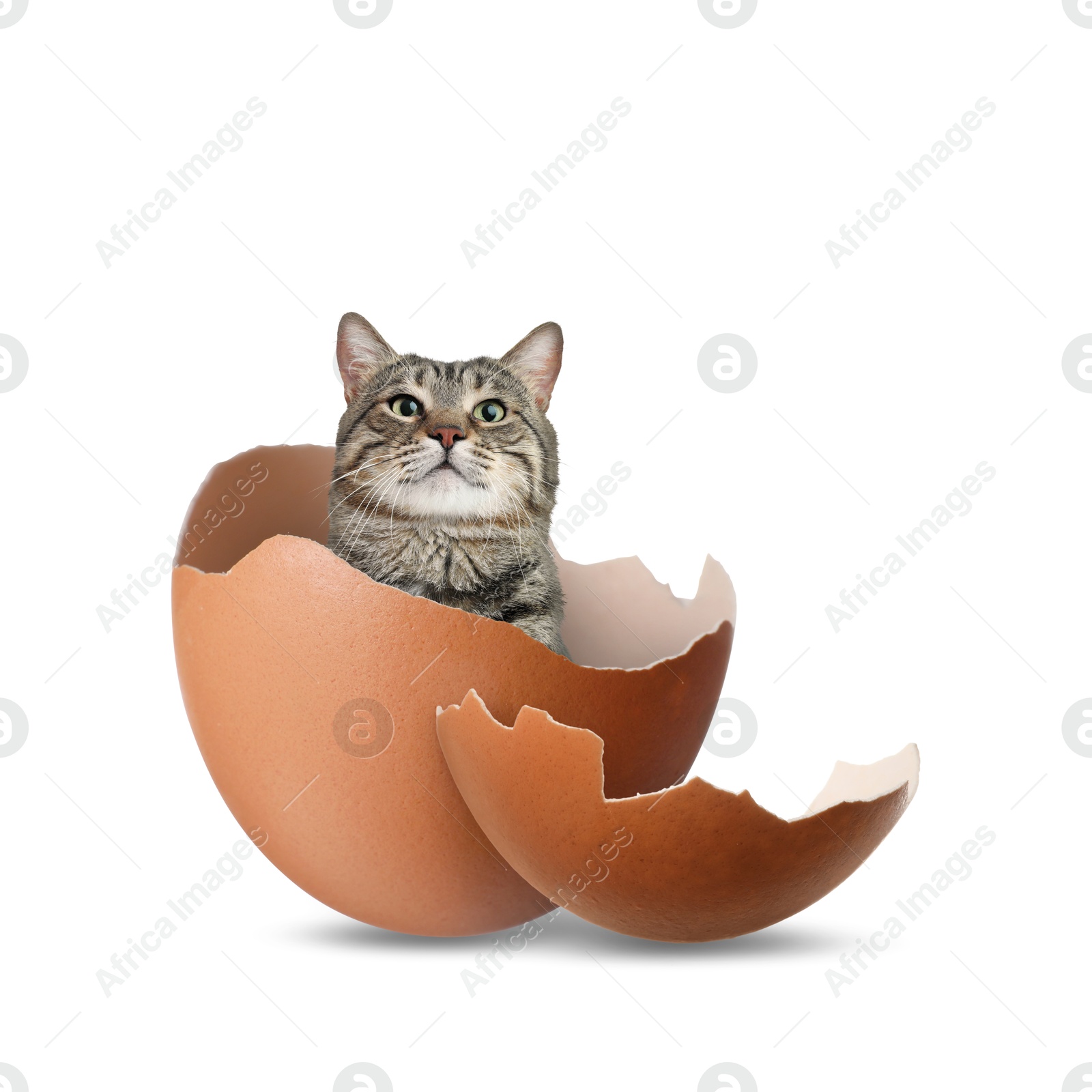 Image of Cute cat looking out of cracked eggshell on white background