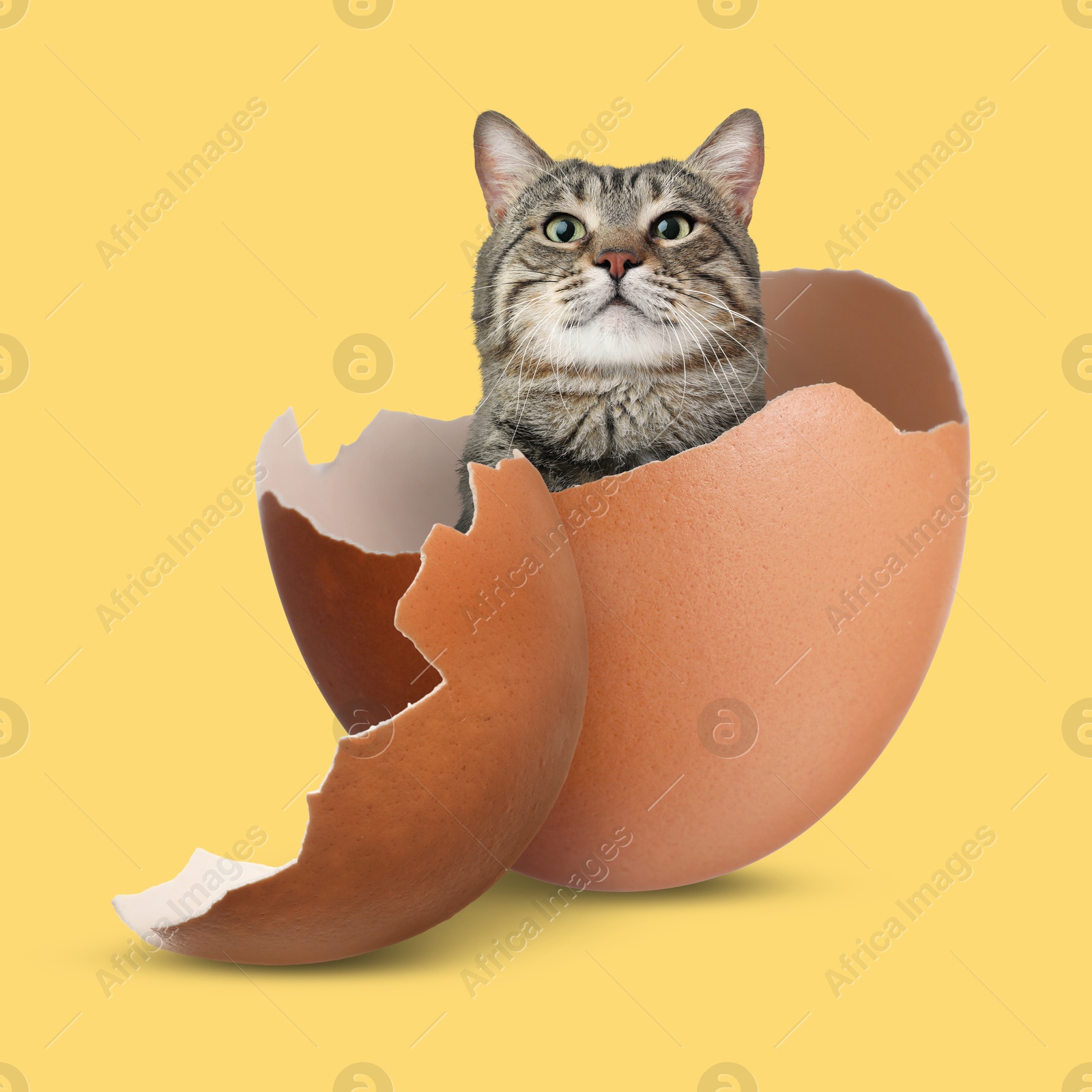 Image of Cute cat looking out of cracked eggshell on golden background