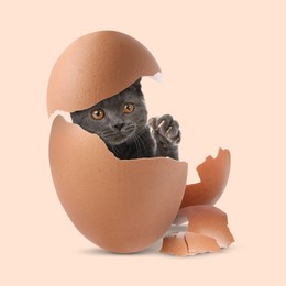 Image of Cute cat looking out of cracked eggshell on beige background