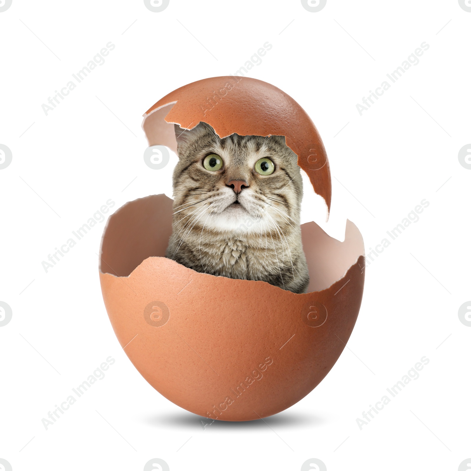 Image of Cute cat looking out of cracked eggshell on white background