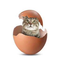 Image of Cute cat looking out of cracked eggshell on white background