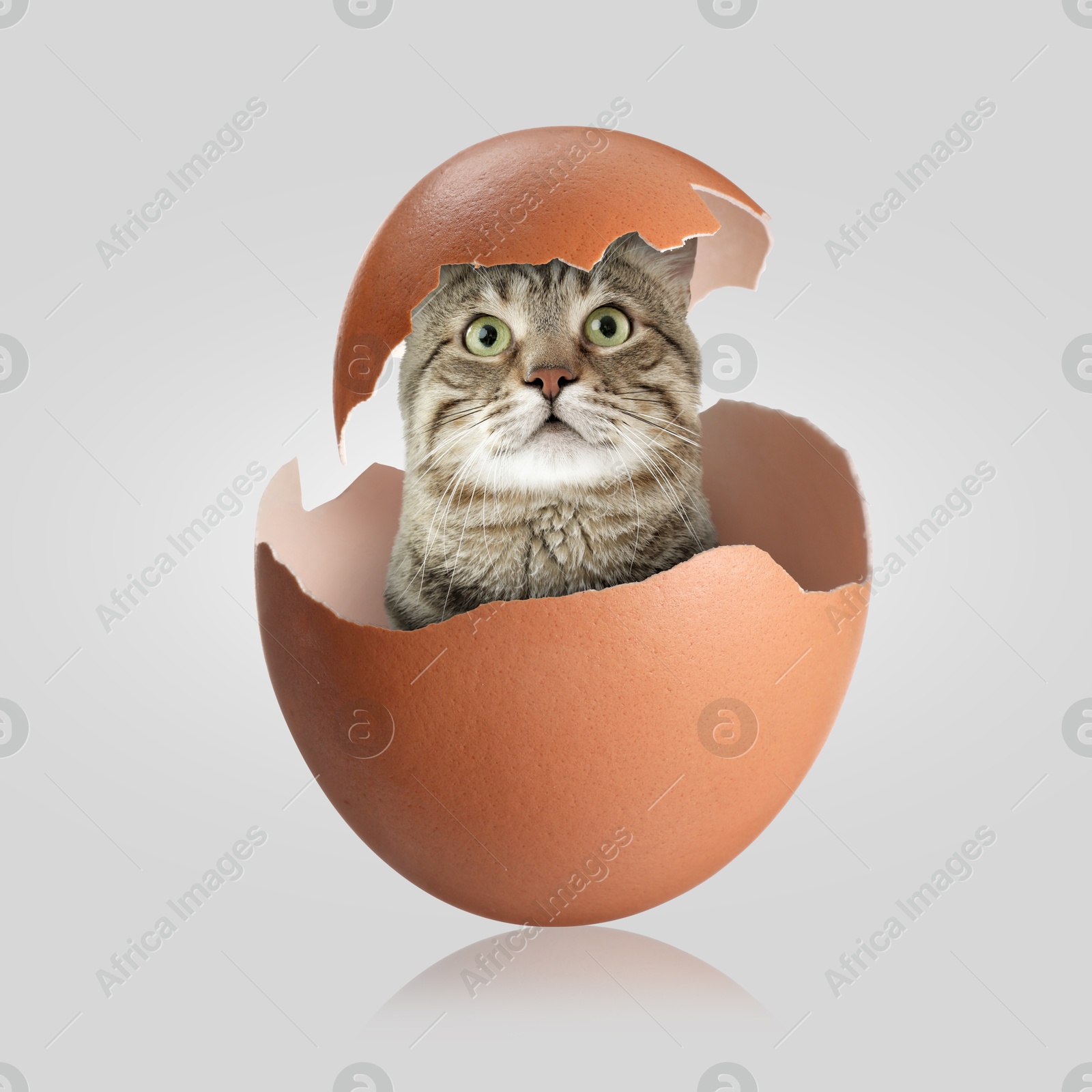 Image of Cute cat looking out of cracked eggshell on light grey background