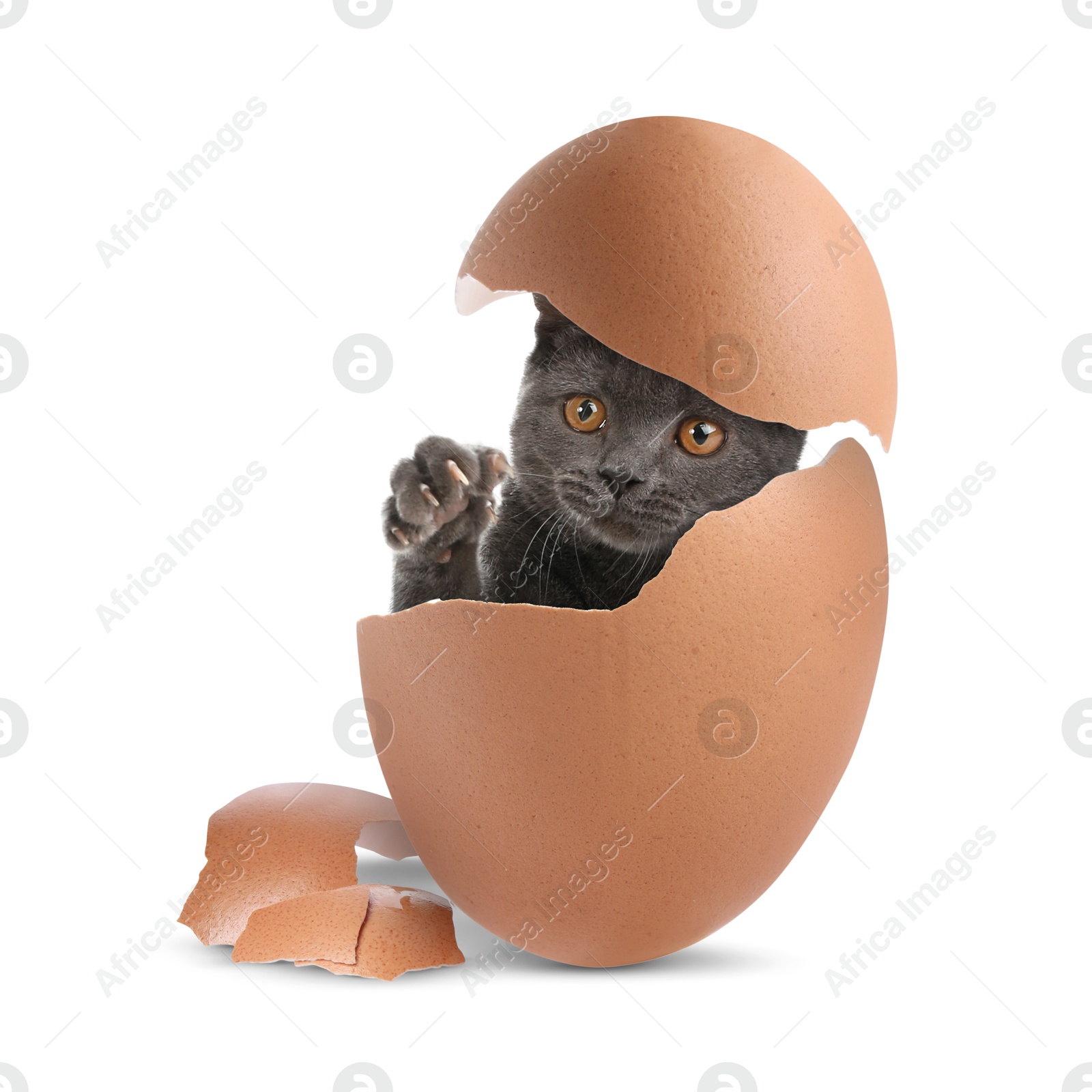 Image of Cute cat looking out of cracked eggshell on white background