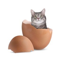 Image of Cute cat looking out of cracked eggshell on white background