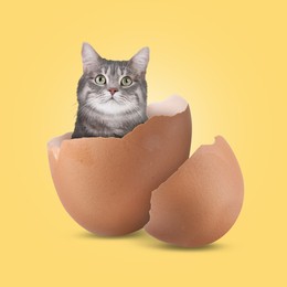 Image of Cute cat looking out of cracked eggshell on golden background