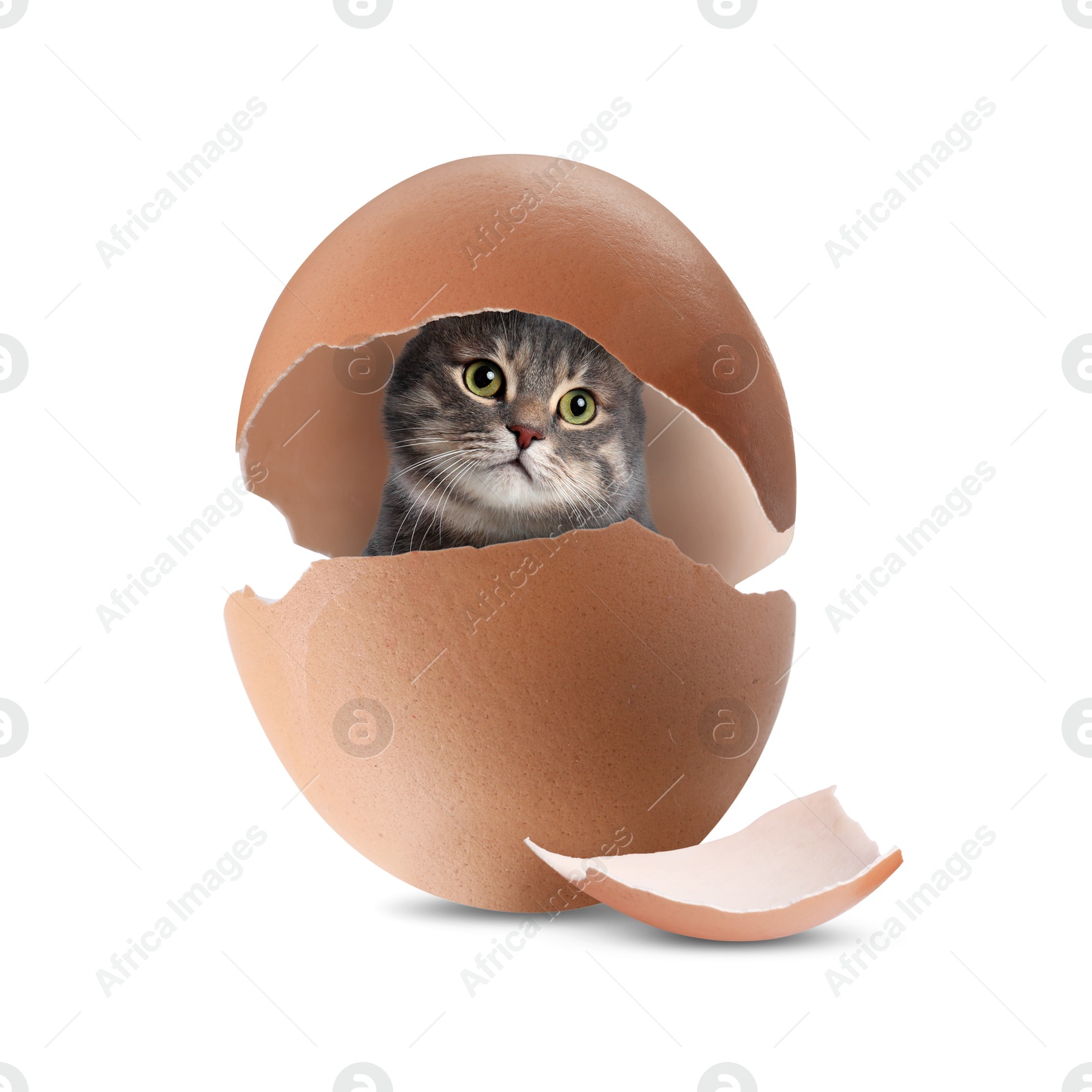 Image of Cute cat looking out of cracked eggshell on white background