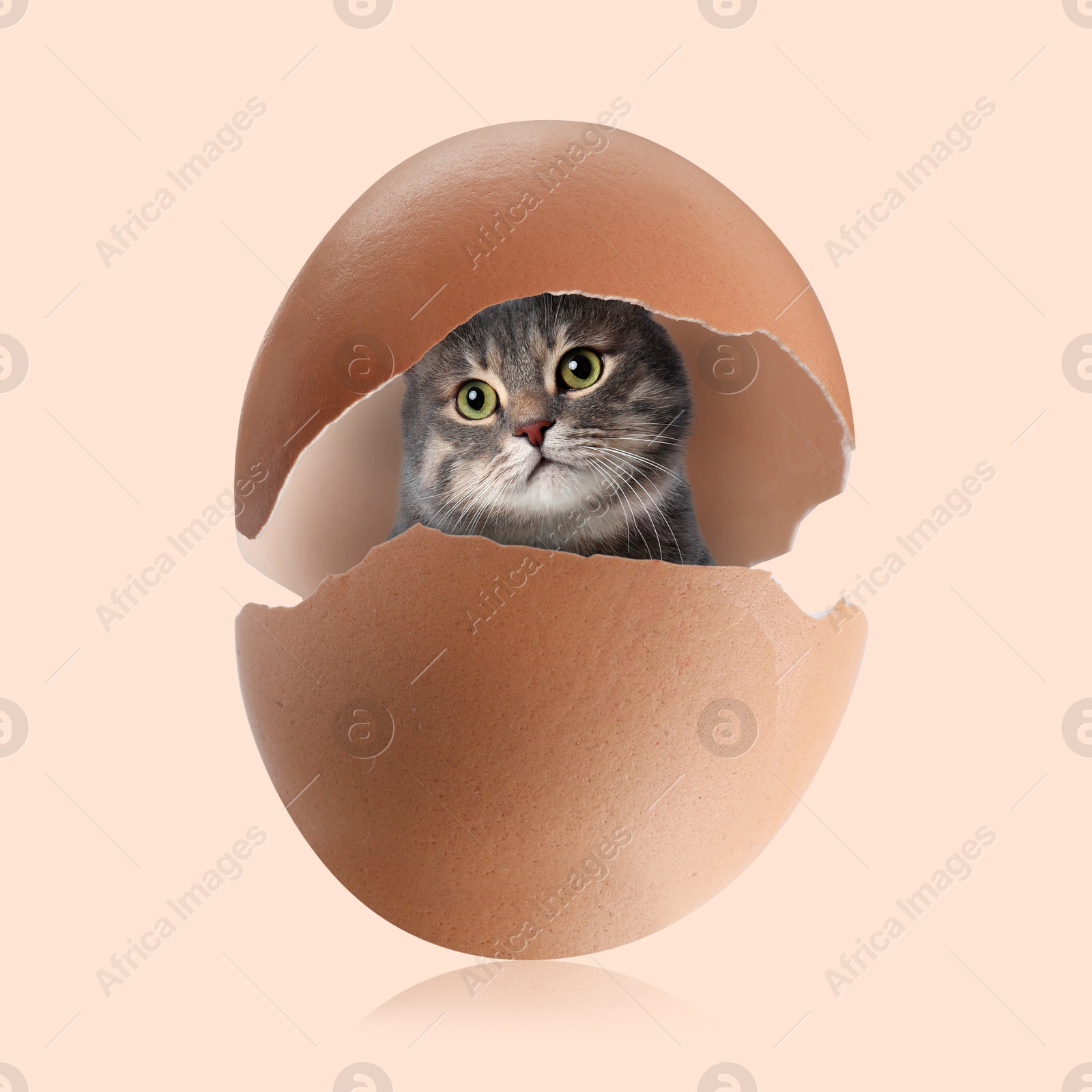 Image of Cute cat looking out of cracked eggshell on beige background