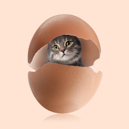 Image of Cute cat looking out of cracked eggshell on beige background