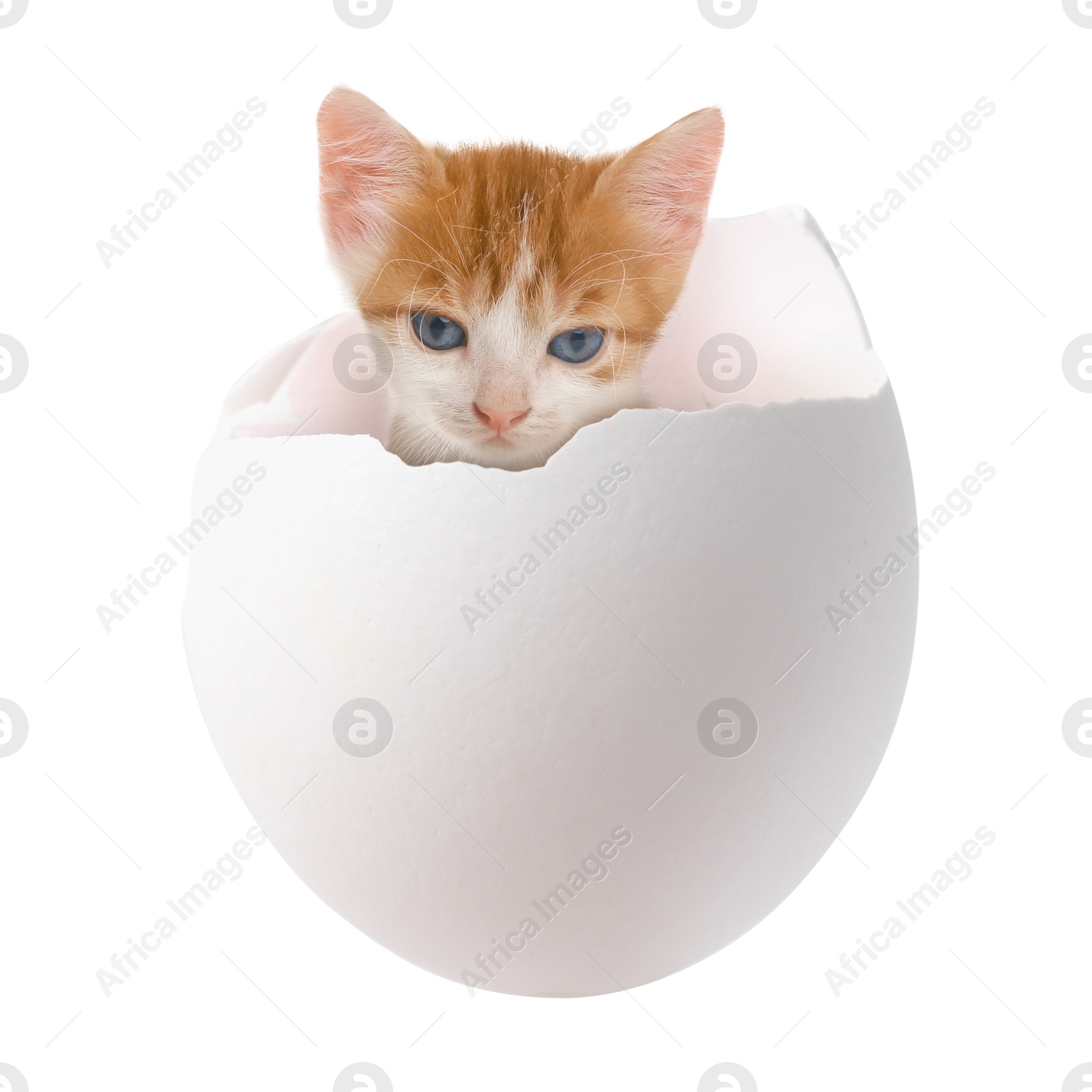 Image of Cute kitten looking out of cracked eggshell on white background. Baby animal