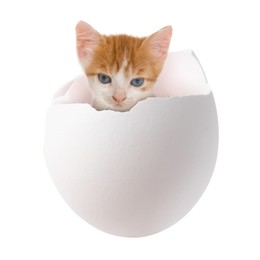 Image of Cute kitten looking out of cracked eggshell on white background. Baby animal