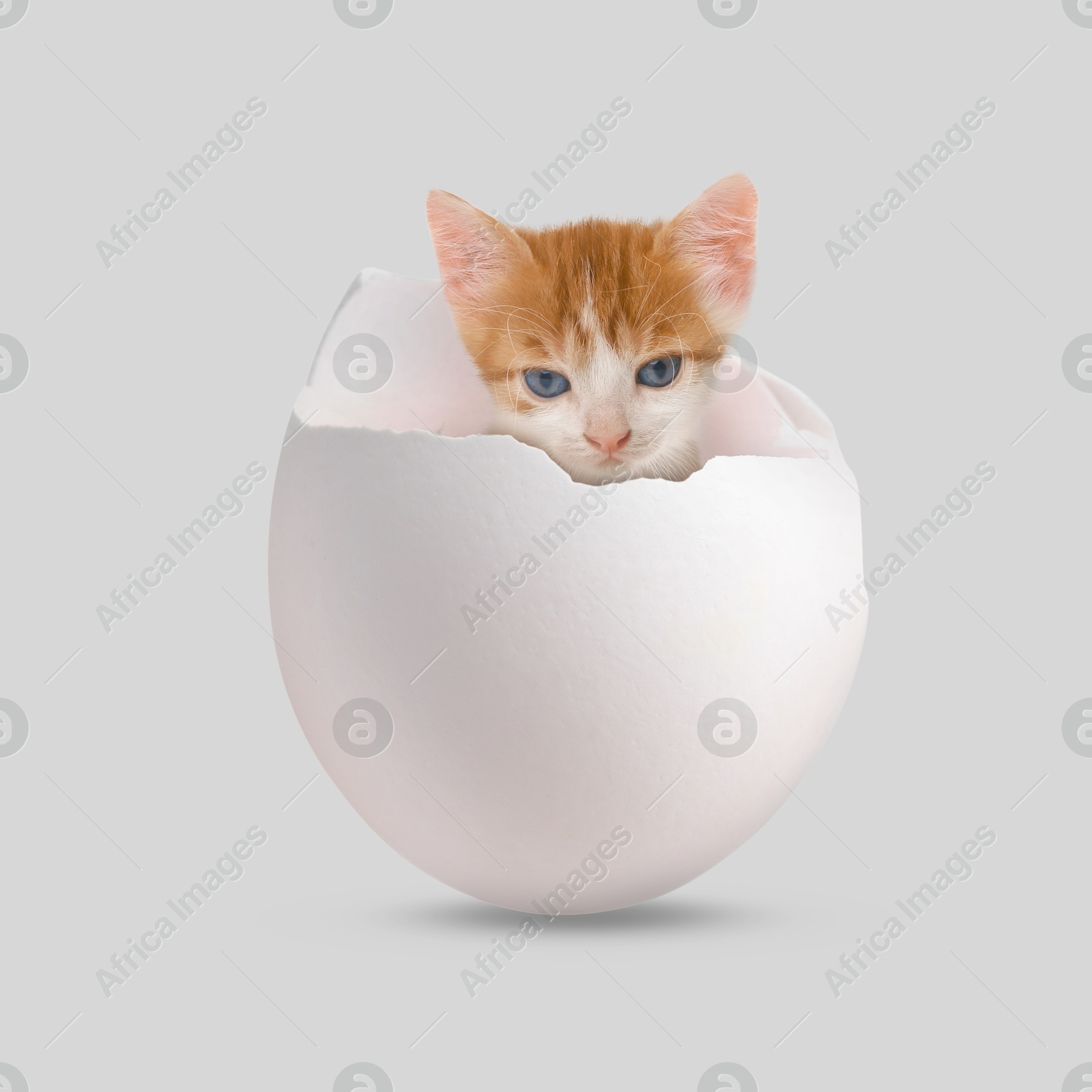 Image of Cute kitten looking out of cracked eggshell on light grey background. Baby animal